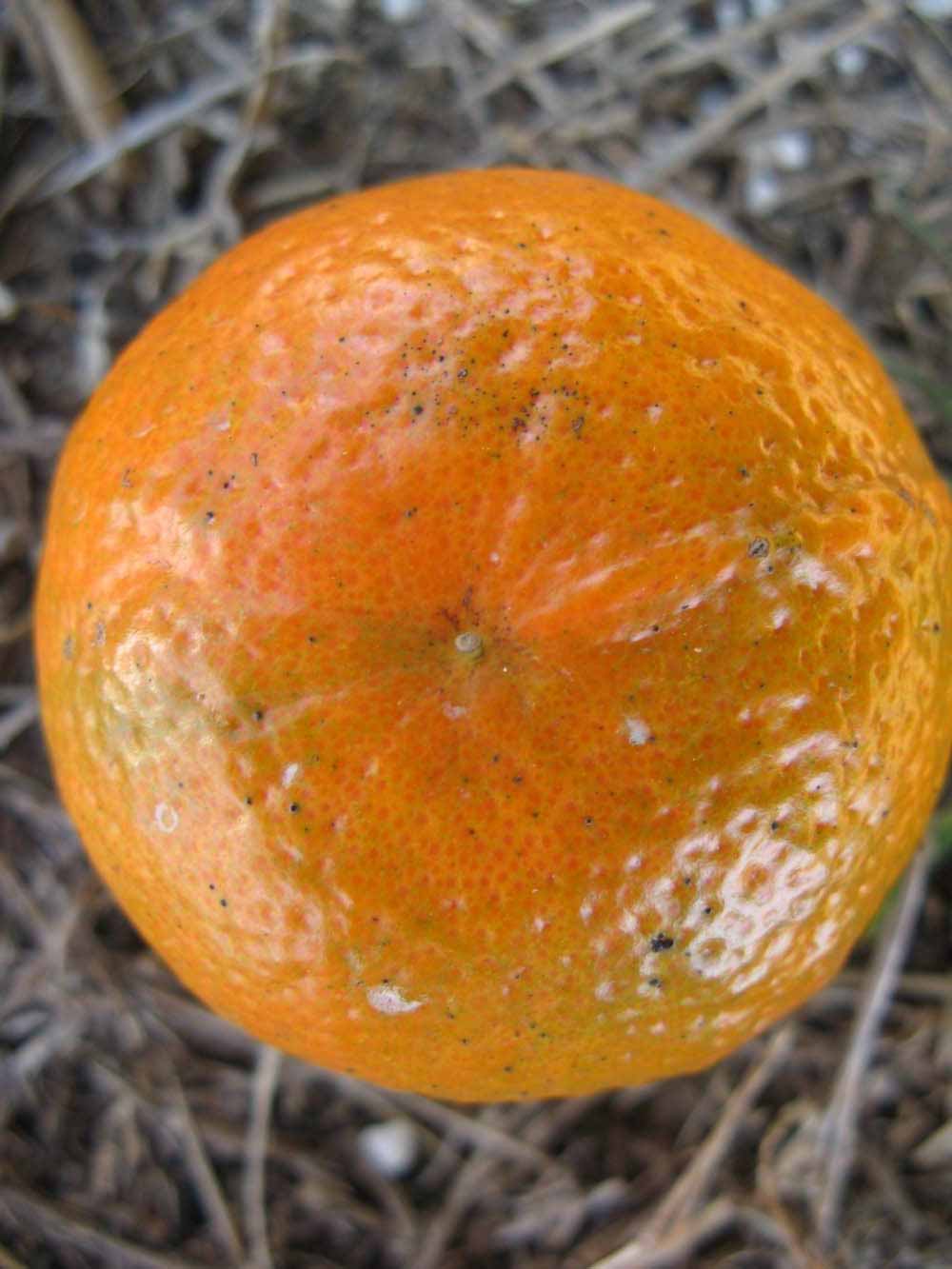              Fruit (Winter Haven, FL)       